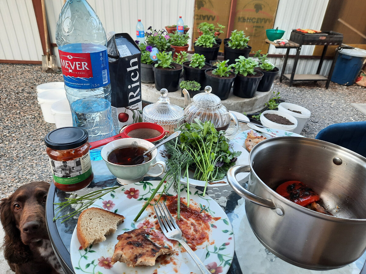 Вот такой пир устроили))) стол маленький. Еле влезли тарелки)) Собака просит еду 😅 вечная попрошайка