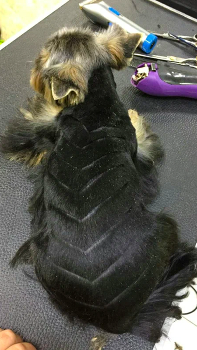 Вызов Грумера на дом | Стрижка собак | Узор Шиншилла