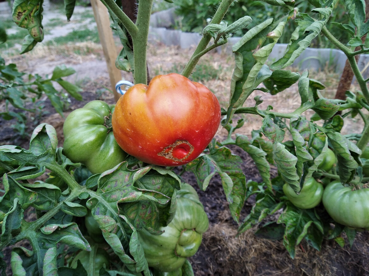 помидоров много не бывает)