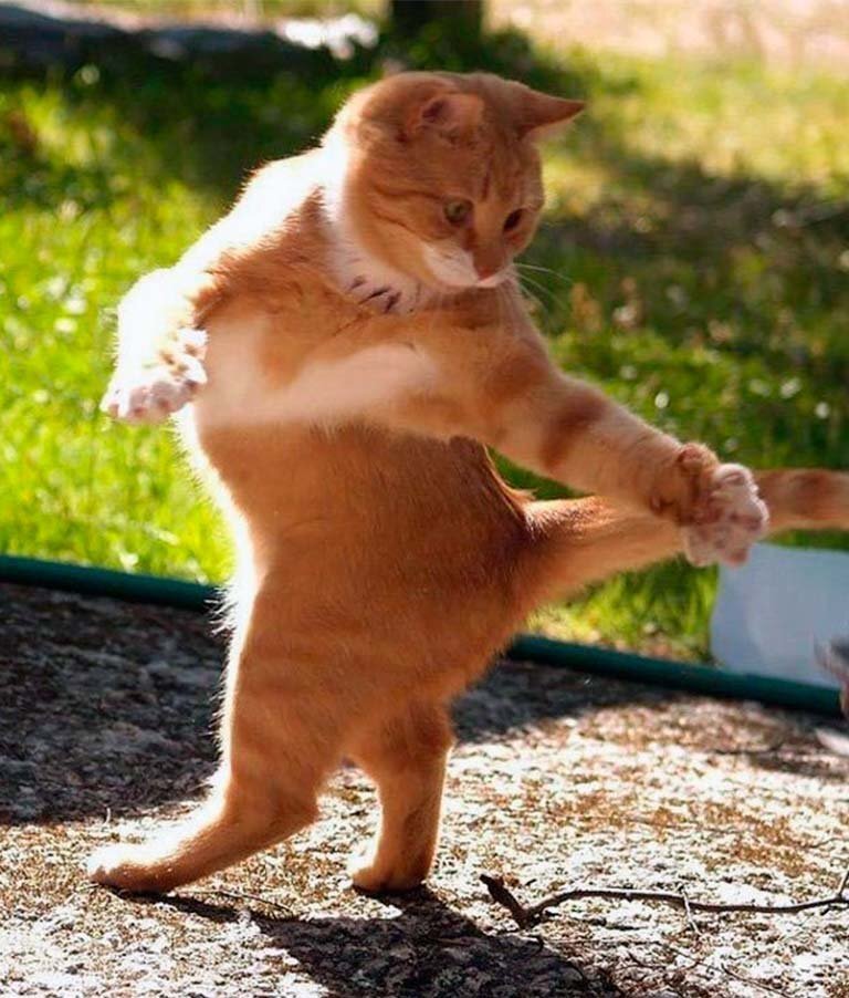 Танцующий кот. Веселые животные. Котики для поднятия настроения. Котик танцует.