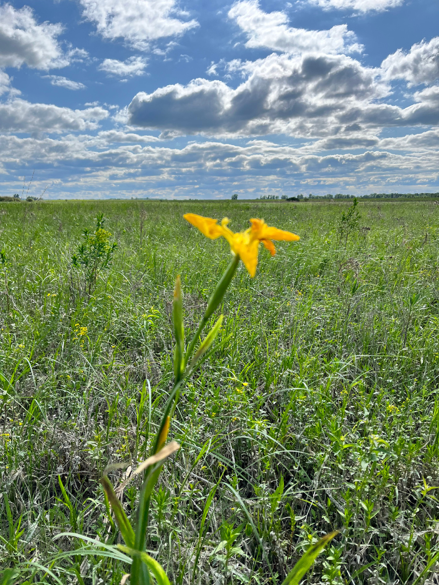 Красоты степей