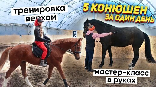 Мой конный марафон: 5 конюшен за 24 часа / Влог с Новосибирска