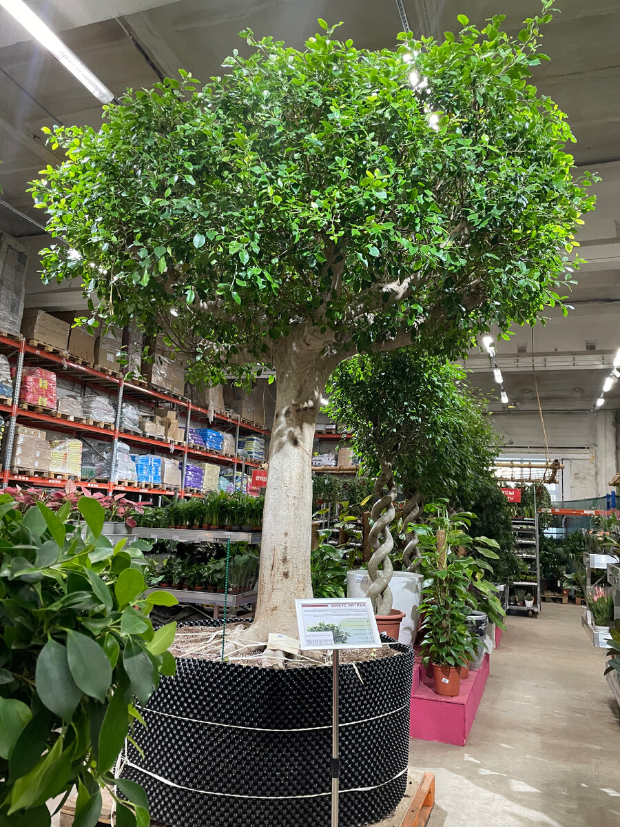 Зал с горшечными растениями, «Флоревиль». Фикус Нитида просто громадный. Стоит в розницу 900тр.