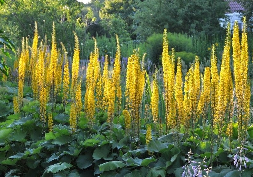 Бузульник пирамидальный, фото из Интернета