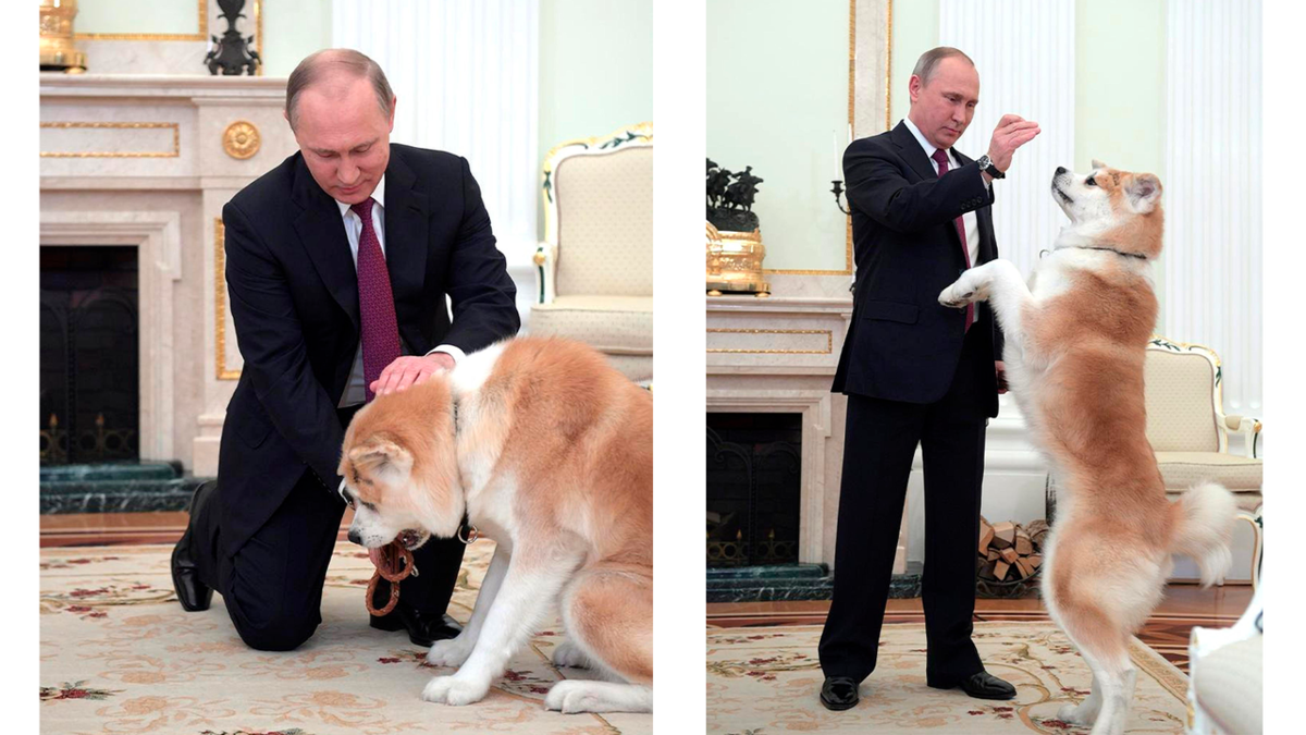 Каких собак дарили Путину: 5 изумительных пород | Black