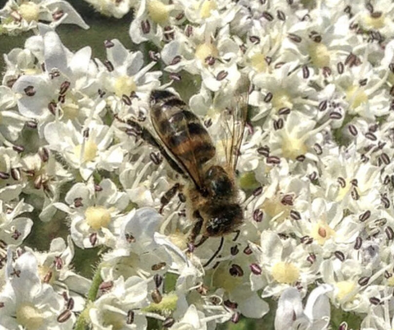 Пчела на борщевике.