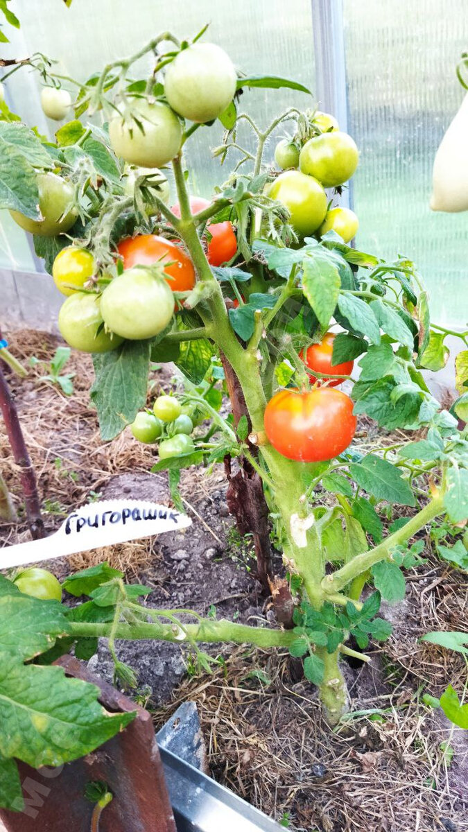 Стадия созревания