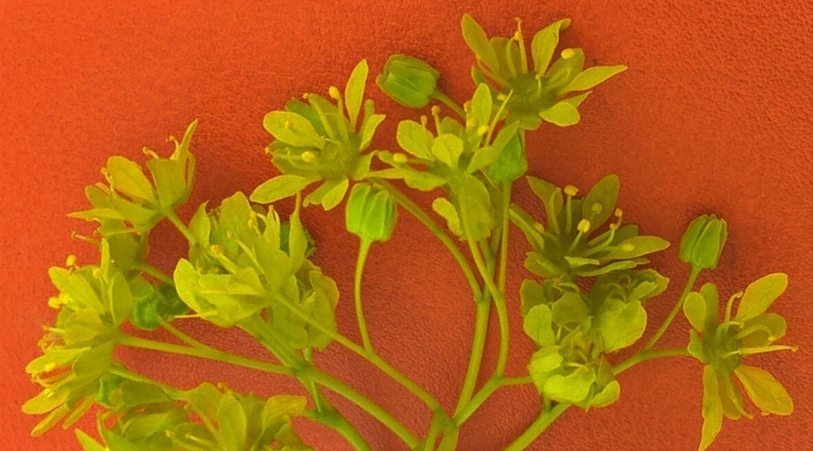 Цветы для определения