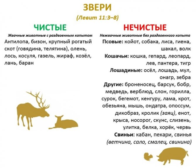 Можно ли кушать свинину христианам по библии. Чистые и нечистые животные по Библии. Чистое и нечистое животное в Библии. Чистые и нечистые животные список. Нечистые животные по Библии список.