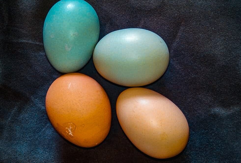 Яйцо то ли голубого, то ли бирюзового цвета. 