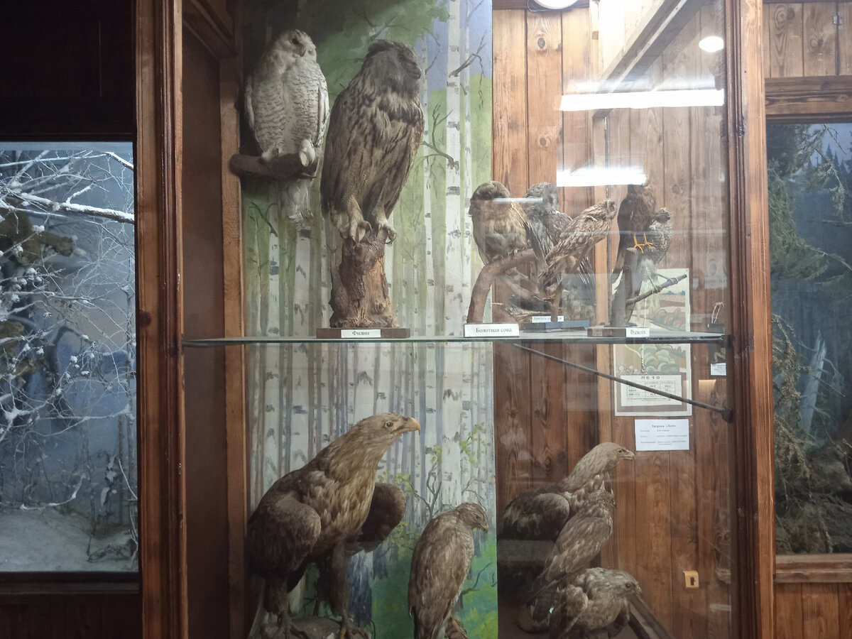 Хищные птицы семейства совиных, соколиных и ястребовых. Фото автора.