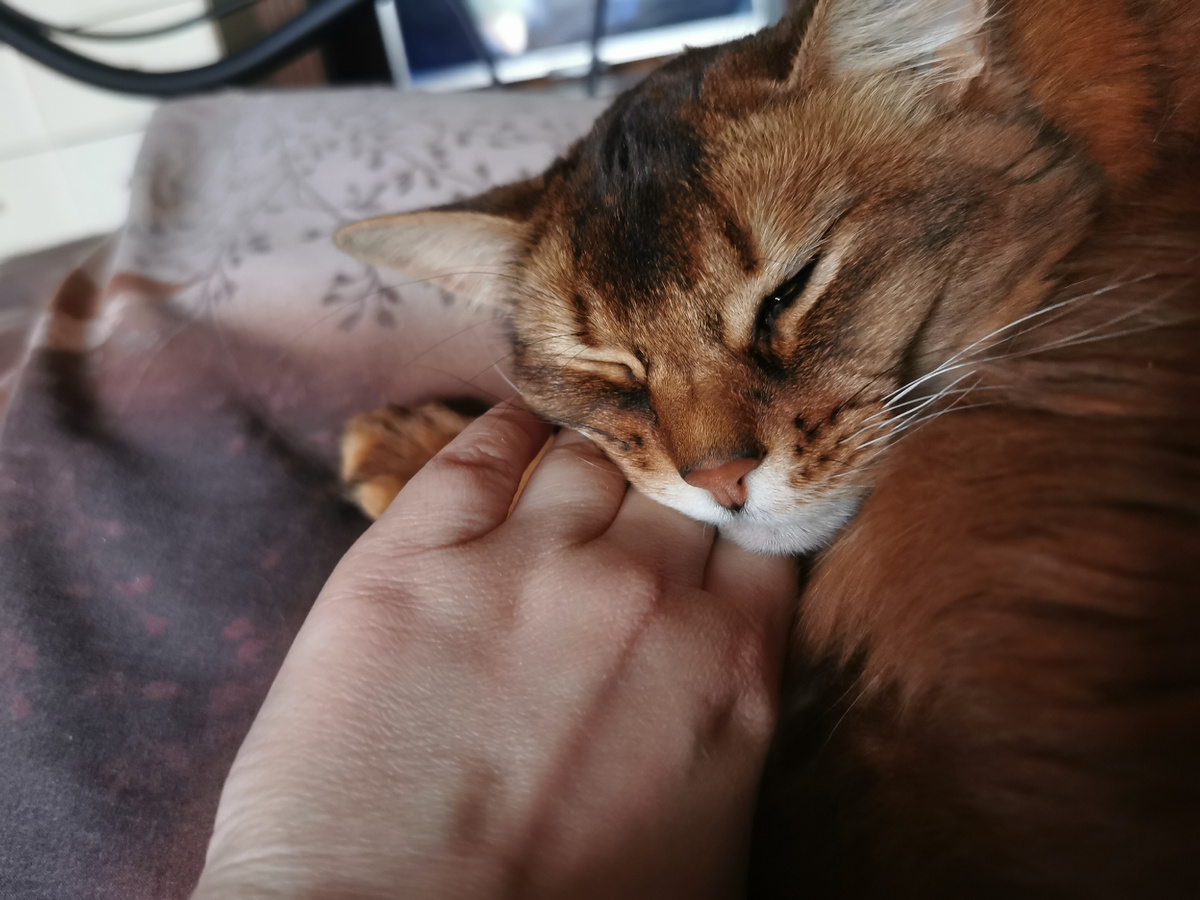 Ласковая Фрейя. Фото из личного архива автора.