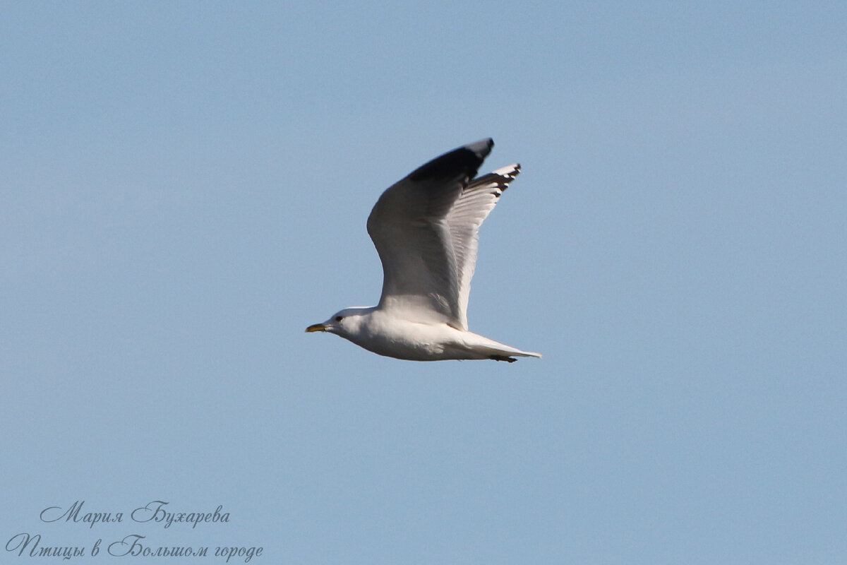 Чайка рядом. Большая морская чайка (larus marinus). Чайки в зоопарке. Баклан птица белый. Чайка рядом.
