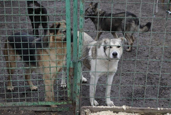 Назван виновный в гибели ребенка из-за нападения стаи бездомных собак ...