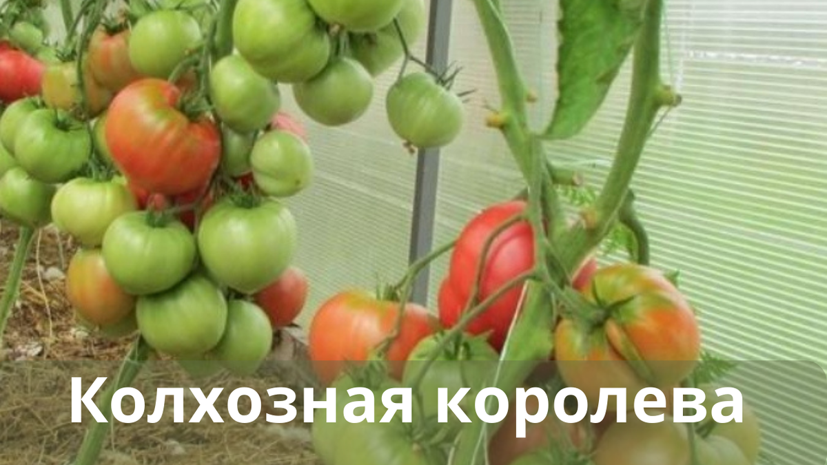 Посмотрите: еще семена томатов купила, не простые, а курские:) ОГОРОДиЯ Дзен