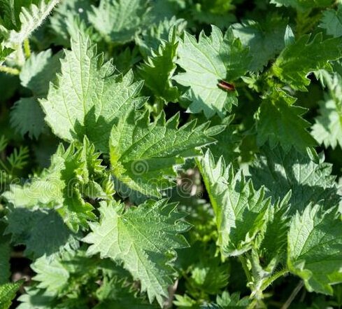 крапива двудомная