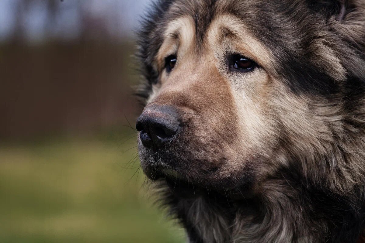 Мэнни в Логове