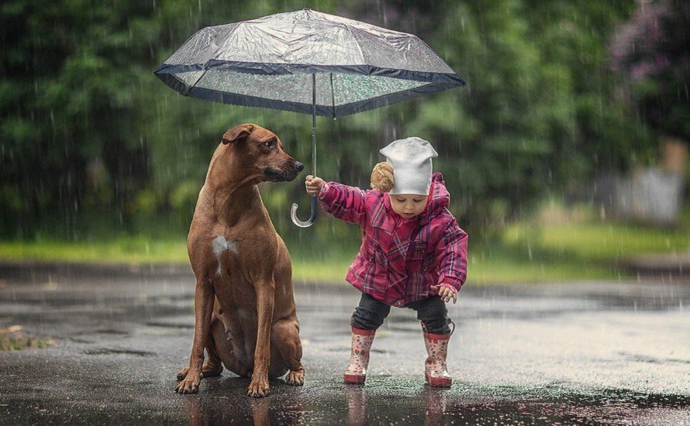 5 летних советов собаководам 