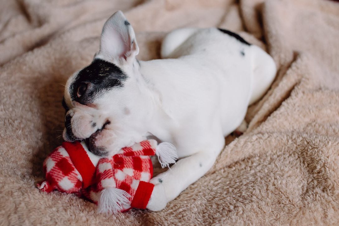     Что делать, если ваша собака проглотила мячик, носок, пакет или что-то ещё