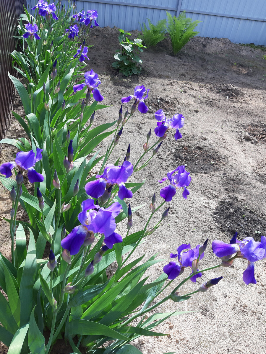Бесподобные сорта ирисов! | Цветущий мир | Дзен