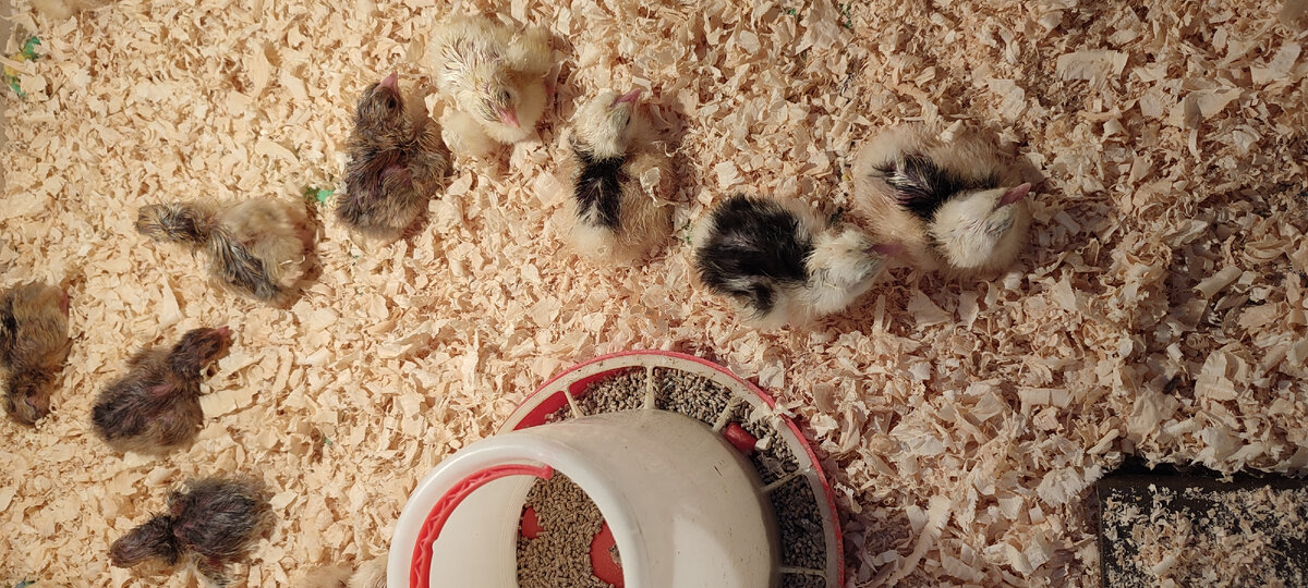 В этот раз инкубируются четыре породы: Кучинская юбилейная, Пушкинская, Адлерская серебристая и бройлеры. 