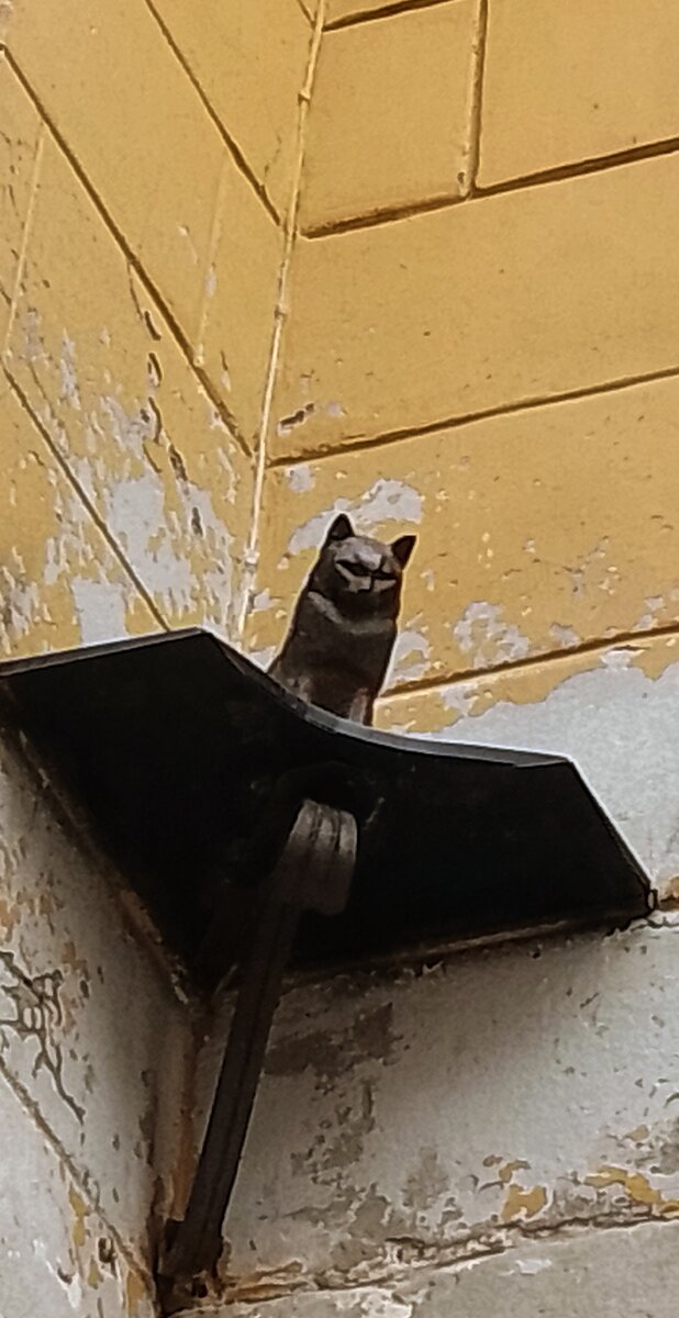 Кошка исполняет желания.