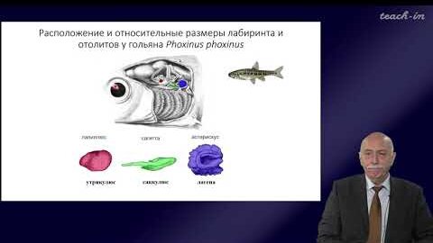 Касумян А.О. - Сенсорные системы рыб - 5. Механорецепция