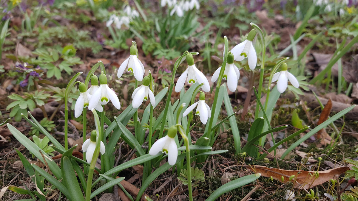 Подснежник