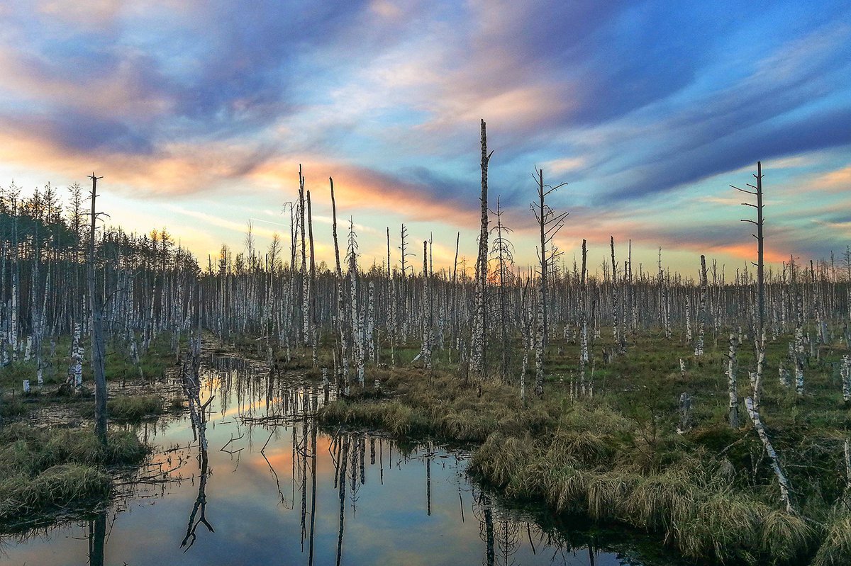 Карелия — главное болотное место страны/ © ixbt.com