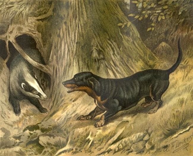      Такса охотится на барсука