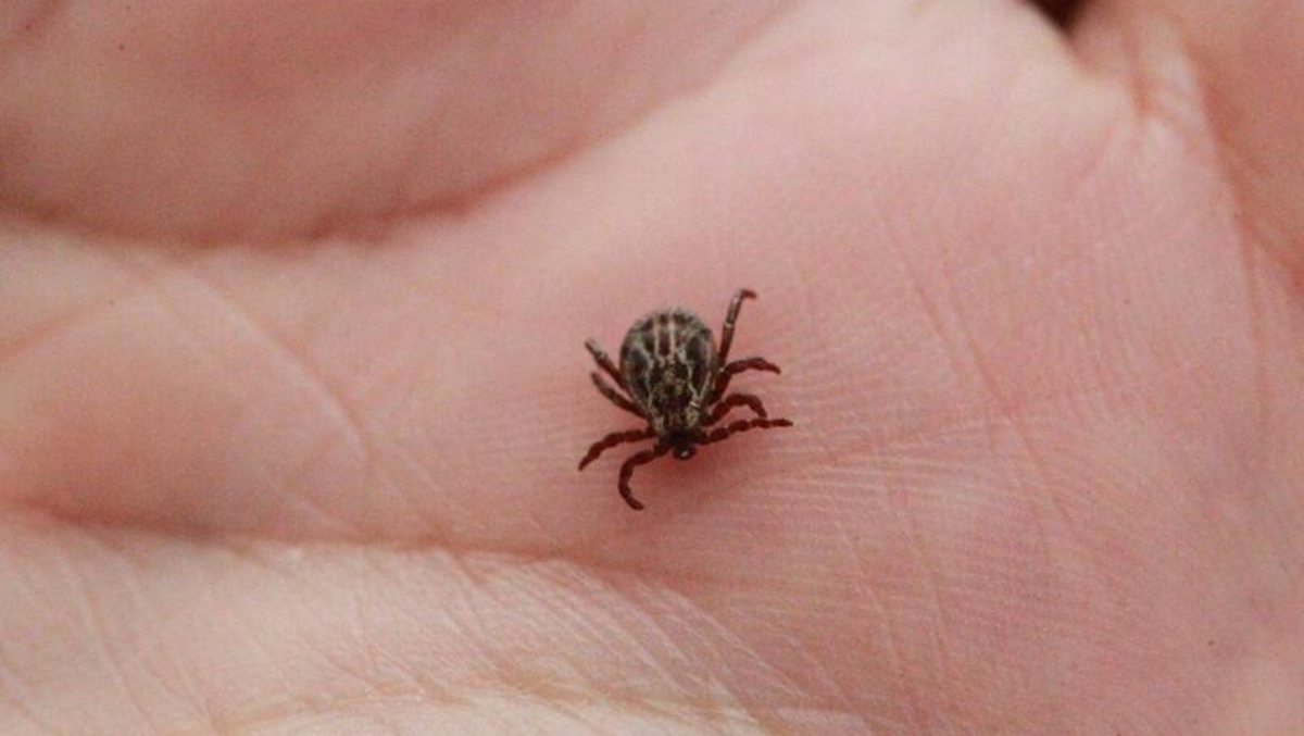 Фотография взята из открытых источников