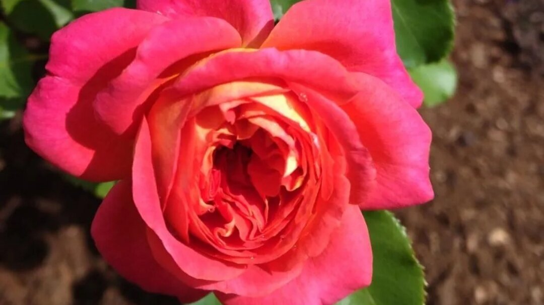 Роза Мидсаммер– одна из самых ярких представительниц группы флорибунда.-2