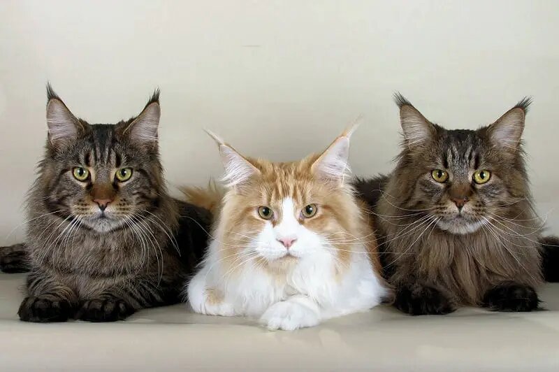 Мейн-куны красиво лежат -фото из открытого источника