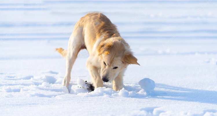 У собаки невероятно чуткий нюх, они могут почувствовать запахи и звуки, которые недоступны человеку