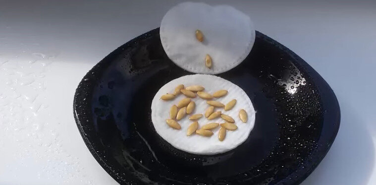 Подготовка семян