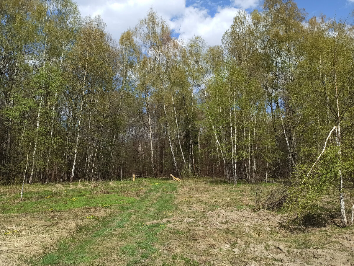 Начало линии к западу от Старой Калужской дороги. Развалины деревянного шлагбаума