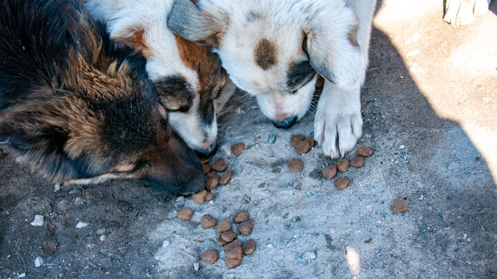 ФОТО: SVETLANA VOZMILOVA/GLOBALLOOKPRESS