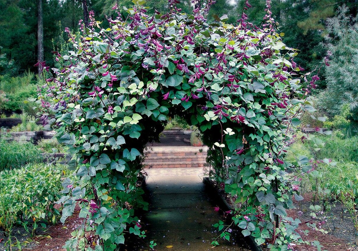 Гиацинтовые бобы на арке. Фото из открытого источника: prokatdrive.ru