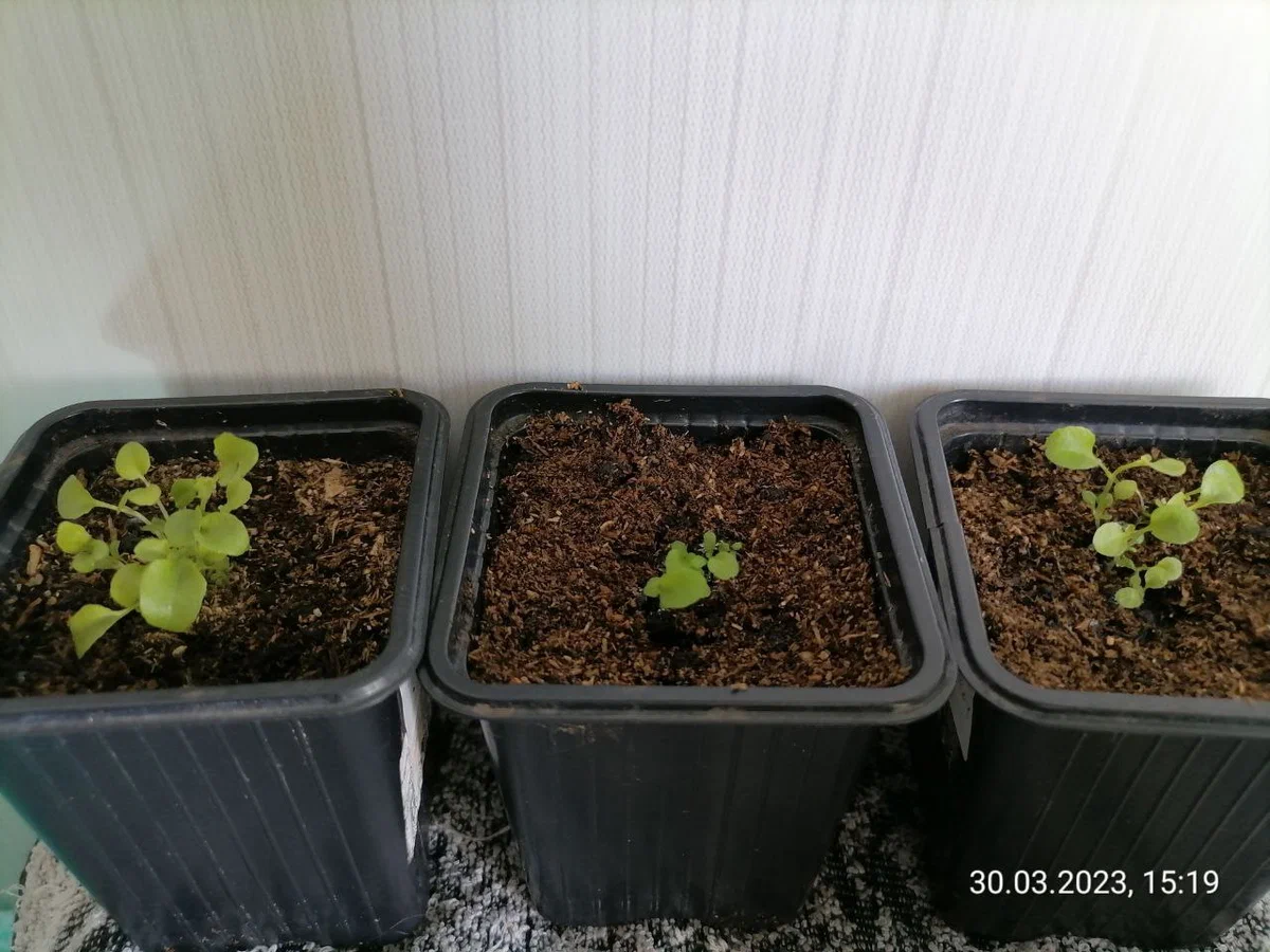 Рассада лобелии в конце марта