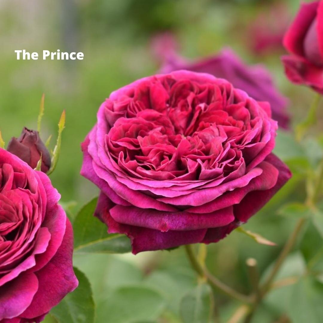 роза принц фото