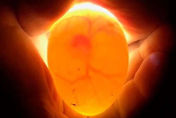 Добрый день! Продолжаем серию познавательных статей о развитии цыпленка в яйце. Ранее мы уже рассказывали, что происходит во время формирования эмбриона с 1-го по 5-й день.