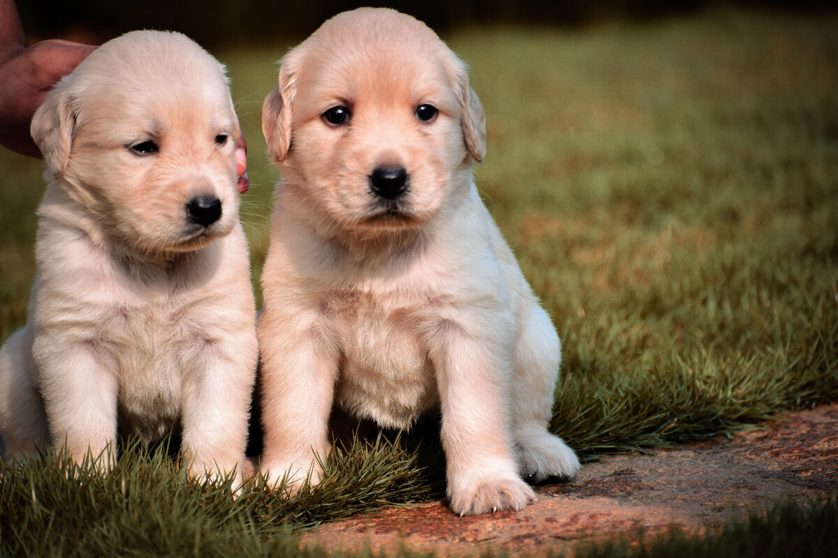 Лабрадор - собака для дома, для семьи