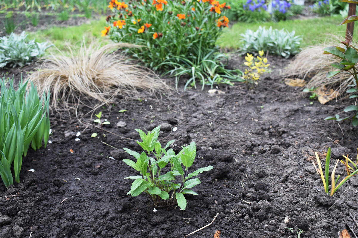 Шалфей дубравный Карадонна