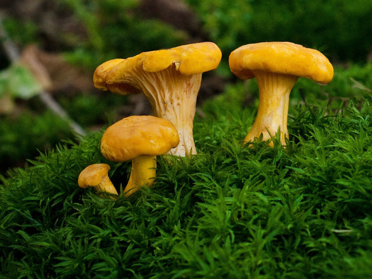 Фото из интернета