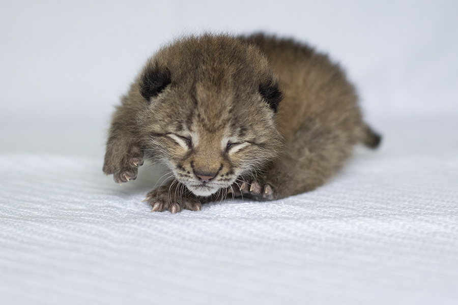 Иллюстративное фото из Яндекс.Картинок