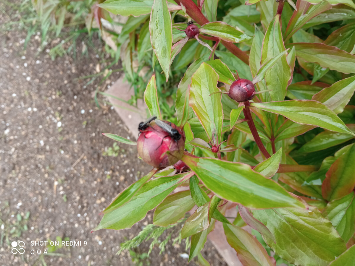 Толстоножки на пионах. Фото автора.