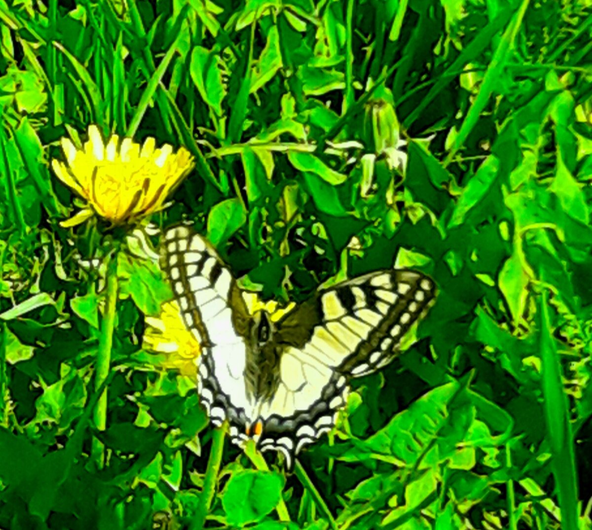 Самый настоящий парусник махаон на одуванчике.
