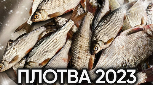 Плотва на поплавок. Рыбалка в Самаре 2023.