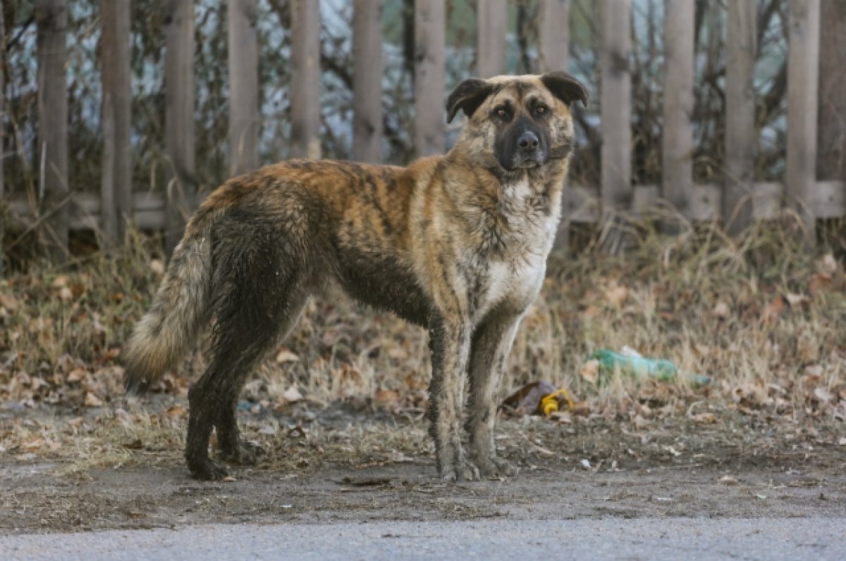    За нападение собаки свердловским детям выплатят 45 тысяч рублей