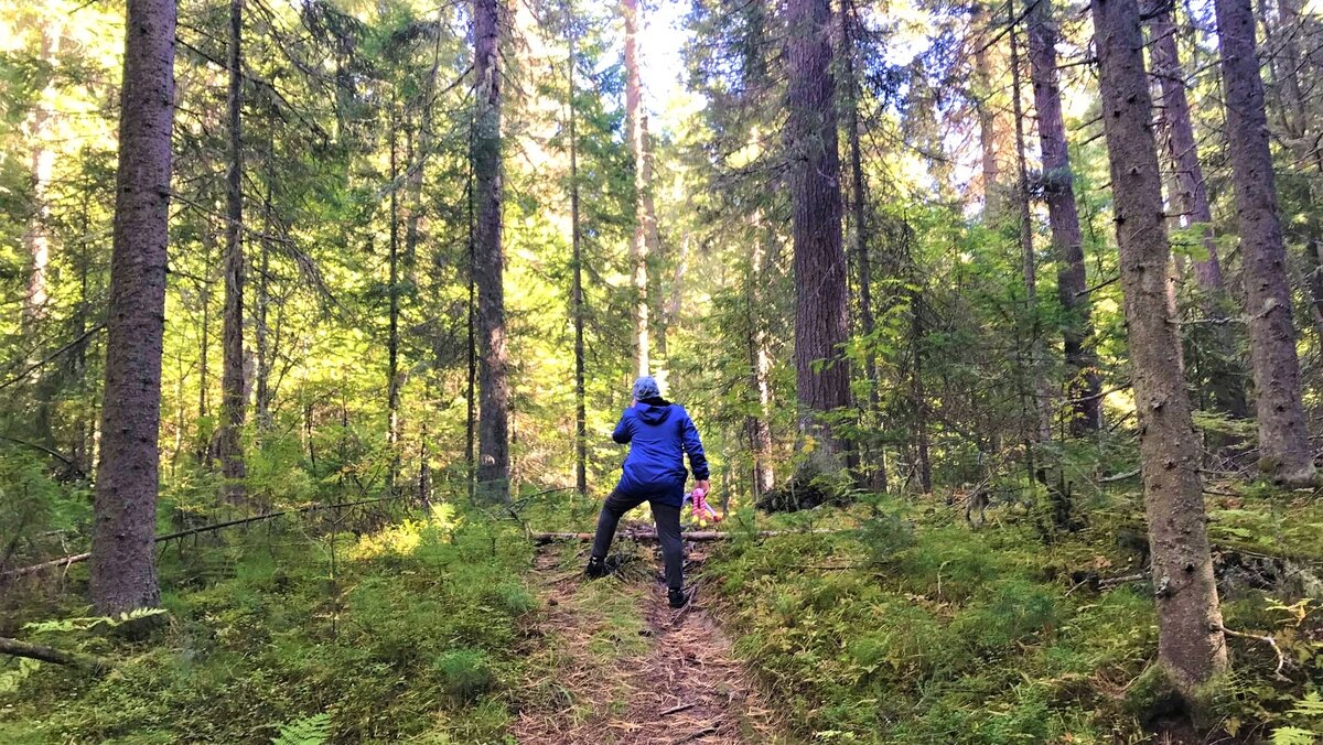    В Югре нет запрета на прогулки в лесу